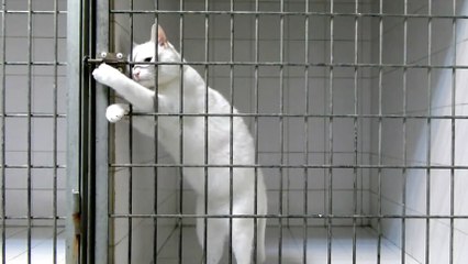Ce chat est le roi de l'évasion. Découvrez comment il fait ça