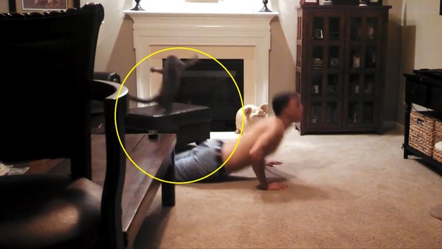Ce chat voulait jouer avec son maître. Il ne s'attendait pas à ça