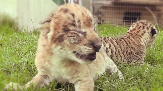 Ces deux petits félins sont un peu particuliers. Ce sont des liligres