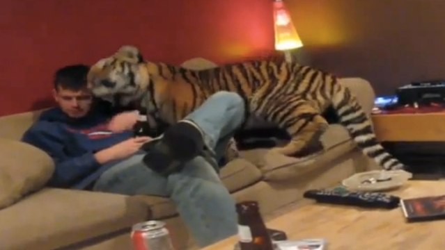 Certains aiment les chats. D'autres aiment les félins d'un autre calibre