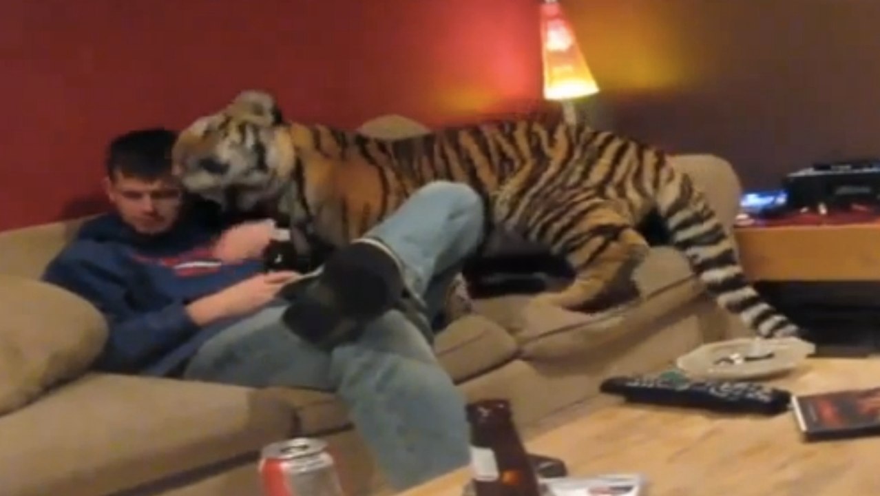 Certains aiment les chats. D'autres aiment les félins d'un autre calibre