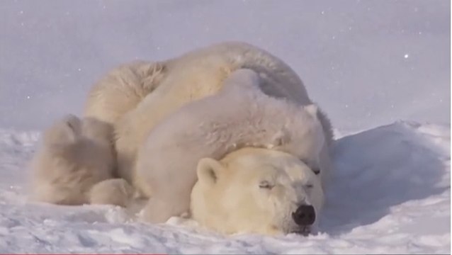 Ces oursons sont vraiment adorables. Vous allez fondre