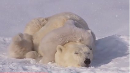 Ces oursons sont vraiment adorables. Vous allez fondre