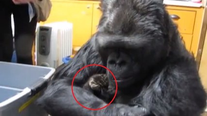 Cette femme gorille a adopté des chatons. C'est une incroyable preuve d'humanité