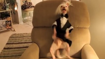 Ce chien est incroyable. C'est un danseur hors pair