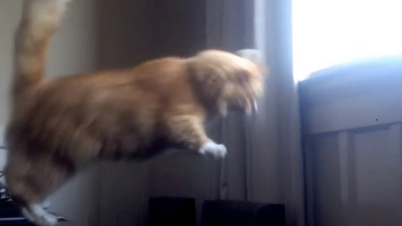 Les chats aussi connaissent des fails. La preuve en vidéo