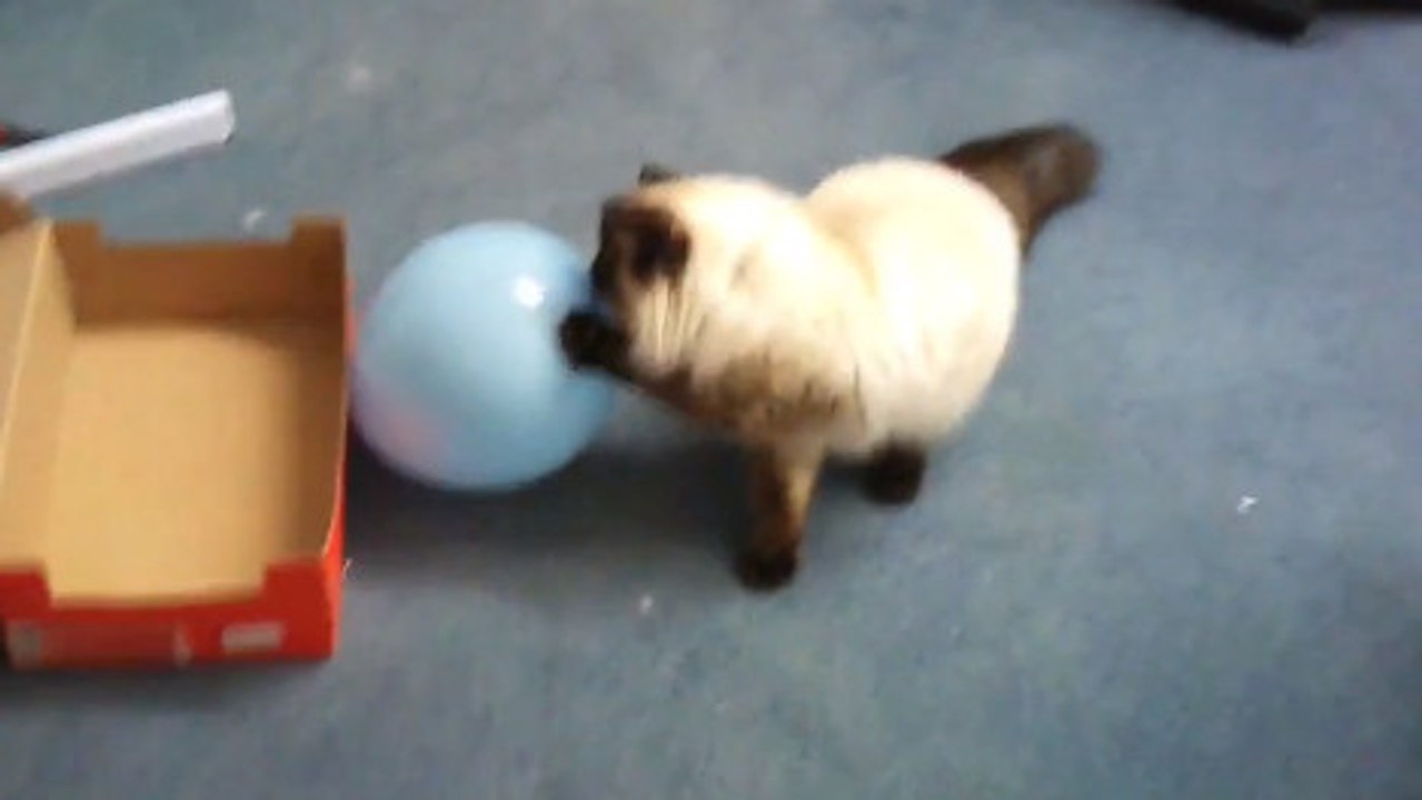 Les chats ont trouvé leurs pires ennemis. Les ballons de baudruche