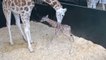 Découvrez les premières minutes de la vie d'une girafe. Vous allez craquer