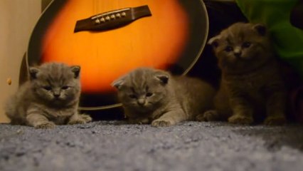 Ces trois chatons partagent beaucoup de choses ensemble. Y compris le sommeil
