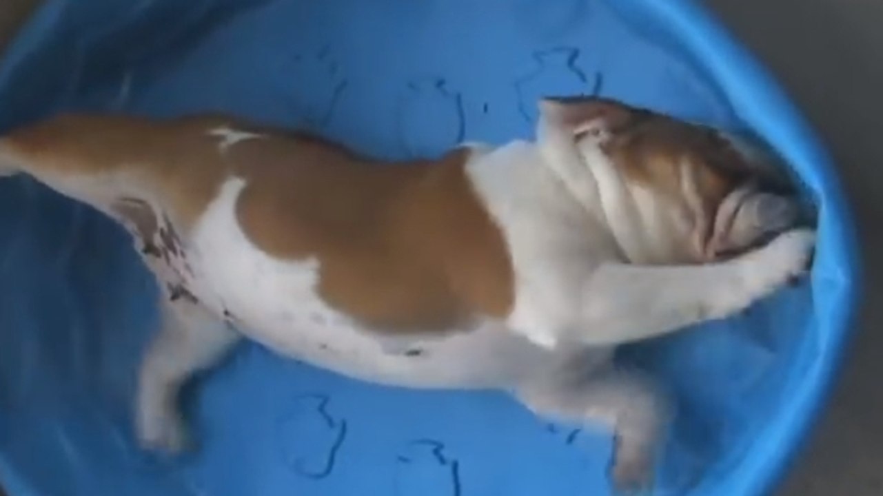 Ce chien adore nager. Même quand il n'y a pas d'eau
