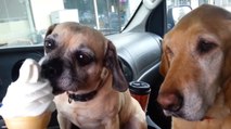 Ces deux chiens découvrent la crème glacée. Comment vont-ils réagir ?