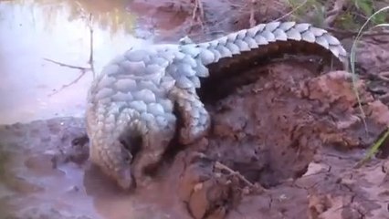 Ce pangolin adore les bains de boue. Il va vous faire craquer