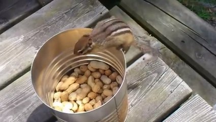 Comment attraper un écureuil ?