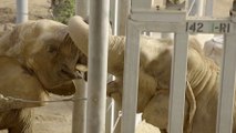 Cet éléphant a connu la solitude pendant 37 longues années. Puis quelque chose de merveilleux s'est produit