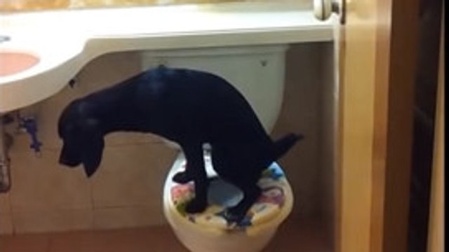 Ce chien est incroyable. Plus besoin de le sortir pour qu'il fasses ses besoins