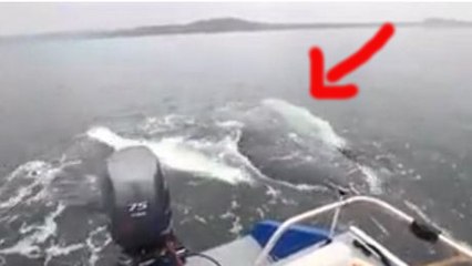 Avez-vous déjà vu une baleine qui danse ?