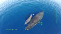 Un immense banc de dauphins et 3 baleines grises ont été filmés avec un drone. C'est spectaculaire