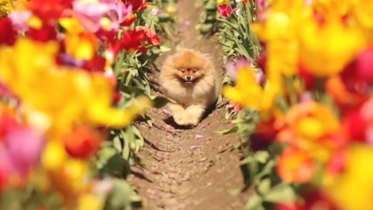 Flint n'est pas un chien comme les autres. Découvrez son incroyable histoire