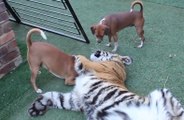 Ce tigre et ces chiens jouent ensemble. Cette incroyable amitié va vous étonner.