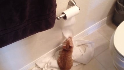 Ce chat semble inoffensif. Pourtant, c'est une vraie terreur