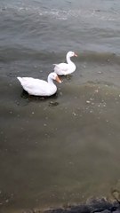 Duck  Sound Video By Kingdom of Awais