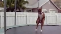 Les chiens adorent le trampoline. Et en plus, ils sont plutôt doués