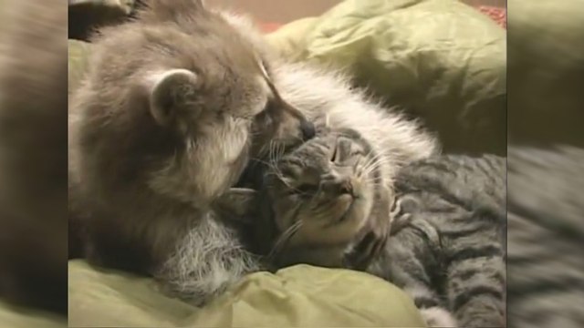 Banjo et Buddy sont les meilleurs amis du monde. Pourtant, leur amitié ne devrait pas exister