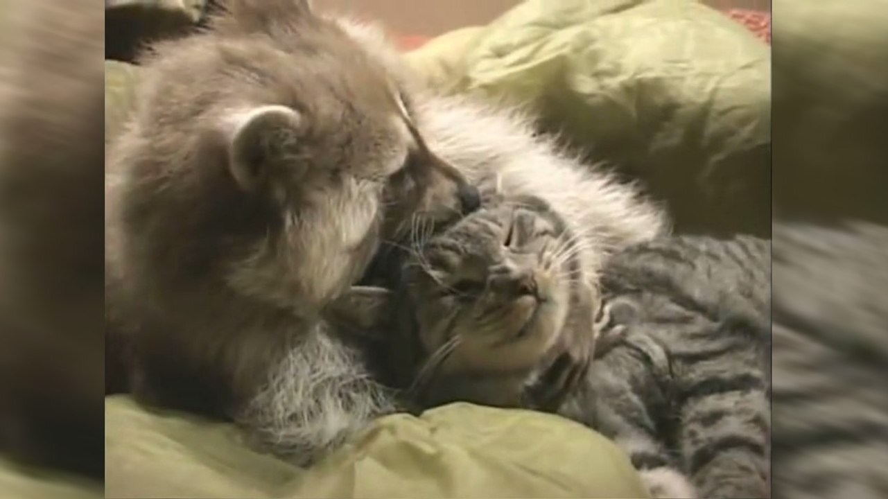 Banjo et Buddy sont les meilleurs amis du monde...