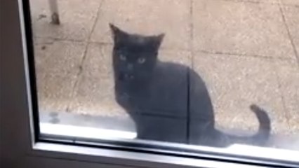 Ce chat essaye désespérément de rentrer chez lui. Mais quelque chose ne va pas