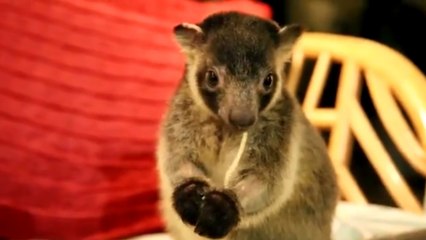 Ces animaux de compagnie ne sont vraiment pas comme les autres. Découvrez les