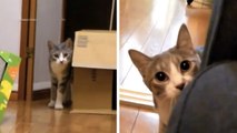 Ce chat est un véritable espion. Il va vous faire mourir de rire