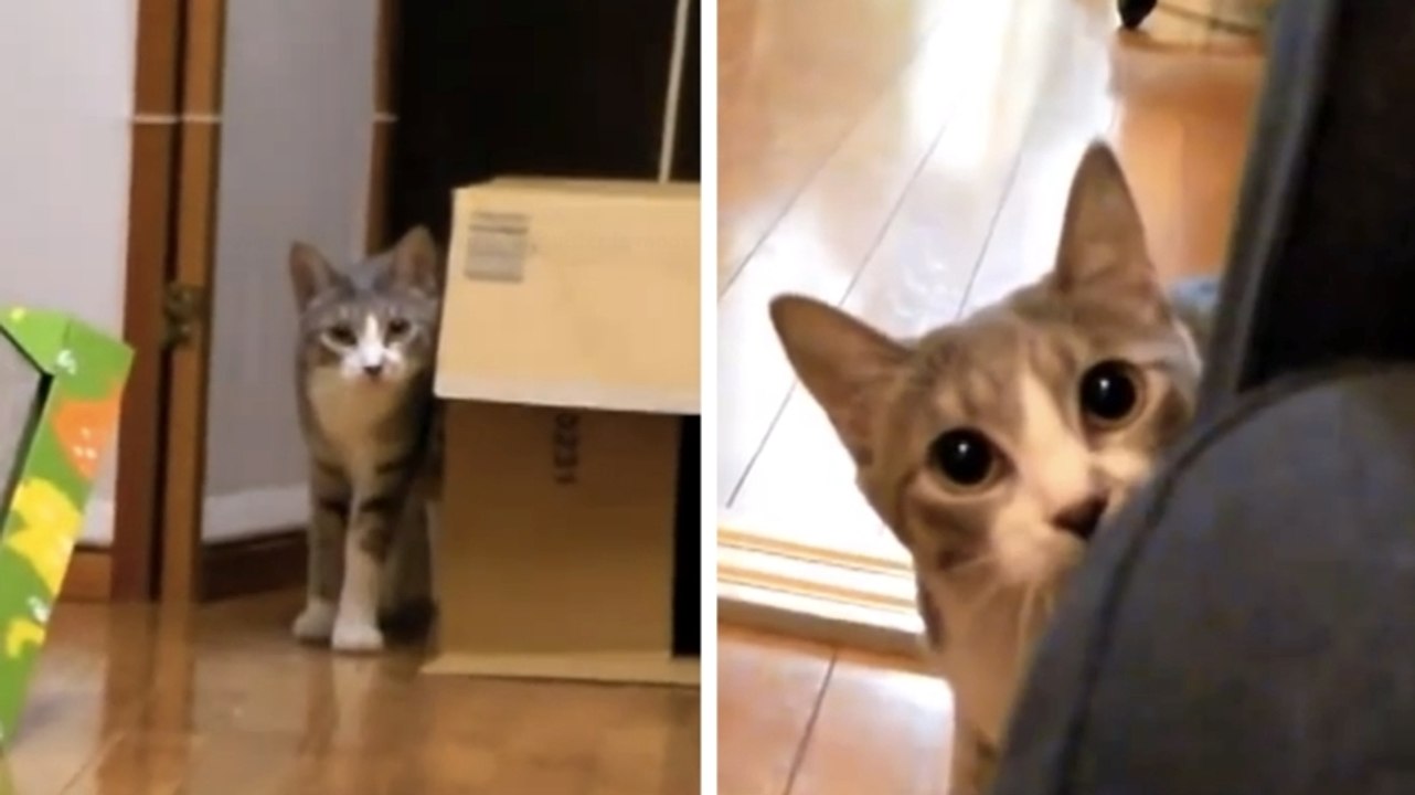 Ce chat est un véritable espion. Il va vous faire mourir de rire