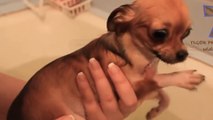 Les chiens n'aiment pas prendre leur bain. Et il n'hésitent pas à le faire savoir