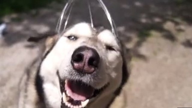 Ce chien découvre les joies du massage. Et il a l'air d'aimer ça