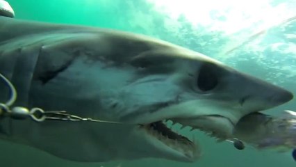 Vivez une attaque de requin comme si vous y étiez
