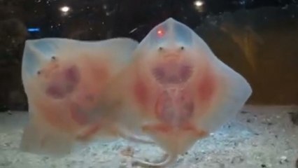 Les raies aussi savent danser. La preuve en image