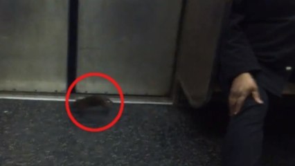 Un étrange voyageur est monté à bord du métro new-yorkais. Et il a semé la panique