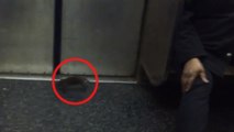 Un étrange voyageur est monté à bord du métro new-yorkais. Et il a semé la panique