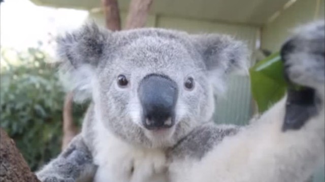 Les koalas aussi adorent les selfies. Et ils savent très bien comment s'y prendre