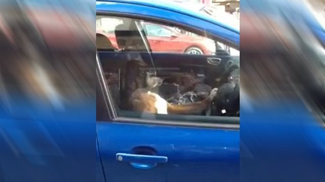 Trouvant ses maîtres trop longs, cette chienne a une façon bien à elle de les faire revenir