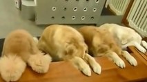 Ces chiens sont bien calmes devant leurs gamelles. Que peuvent-ils bien être en train de faire ?