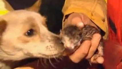 Ce chien a risqué sa vie pour sauver quatre chatons. Une histoire bouleversante