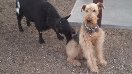 Cette chèvre a décidé d'embêter un chien. Mais il n'est pas du même avis