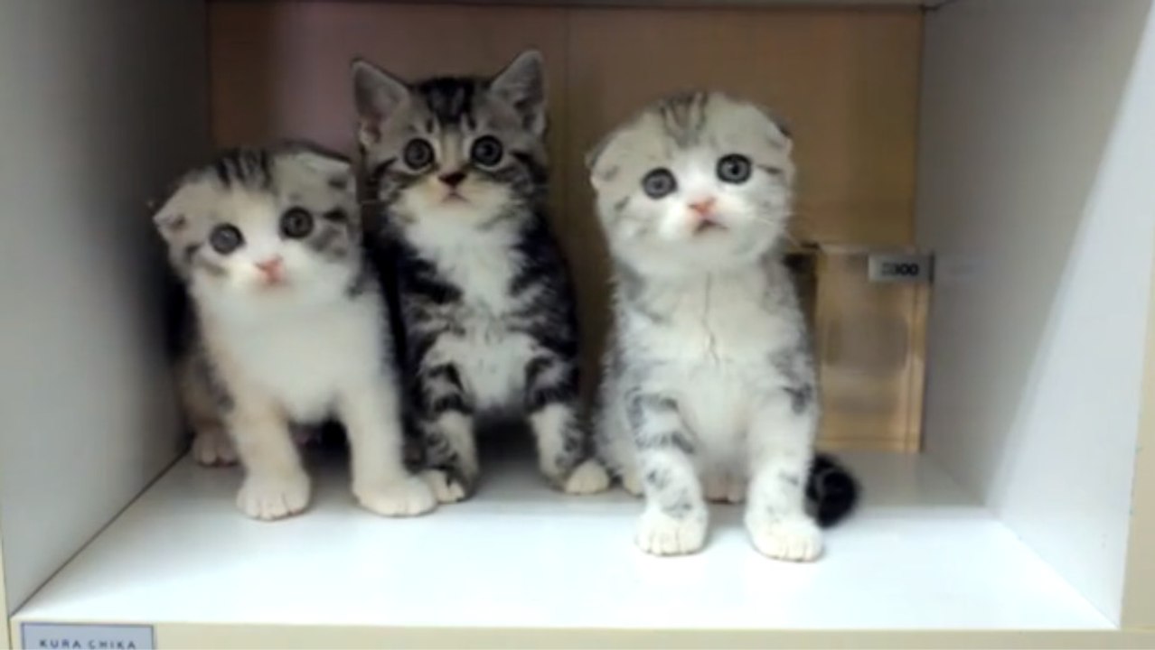 Ces trois chatons ont le sens du rythme. Et surtout celui de la synchronisation