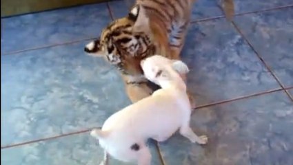 Ce chien est très ami avec un bébé tigre. Une amitié qui va vous faire fondre