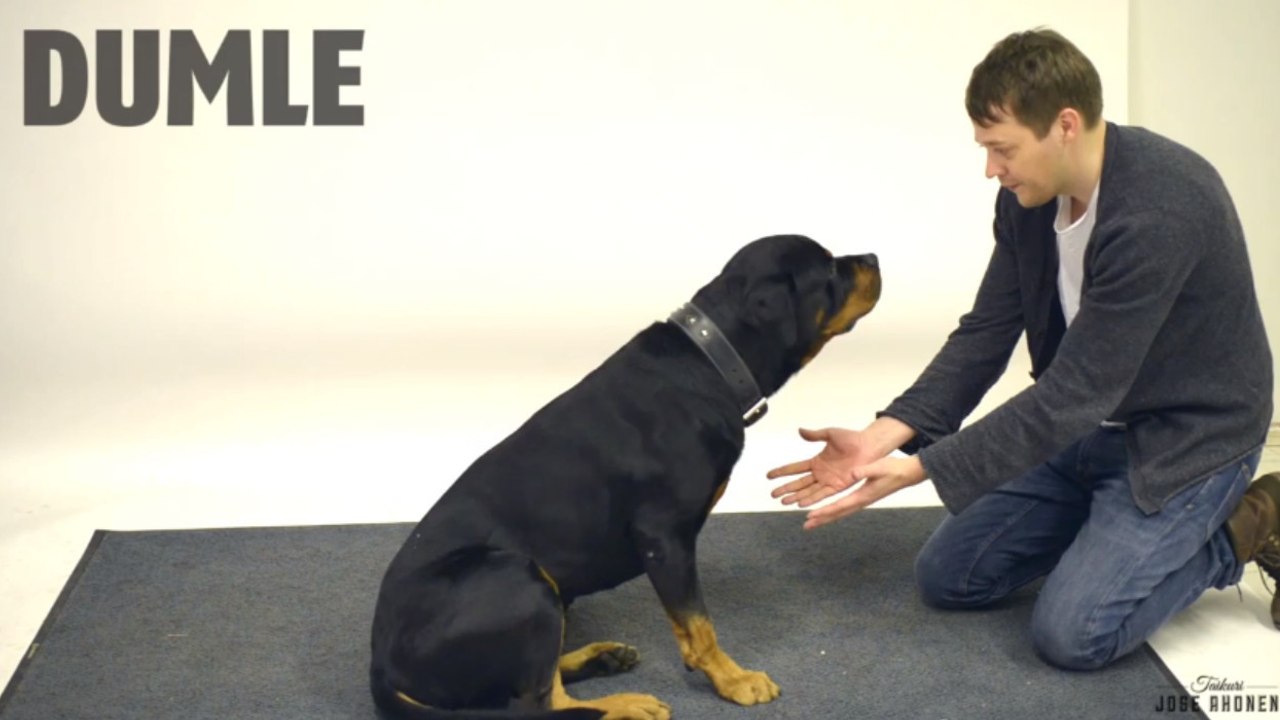 Ce magicien piège des chiens avec un tour astucieux. Leurs réactions sont hilarantes