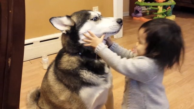 Ce bébé adore jouer avec son husky. Leur complicité va vous attendrir