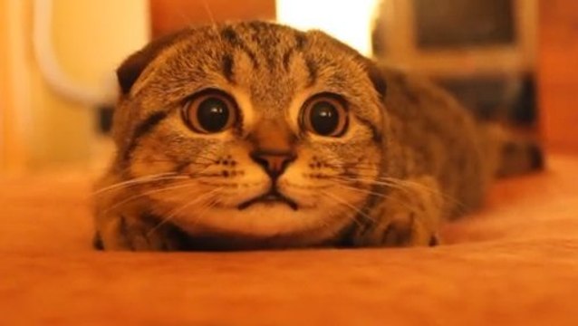 Ce chat a l'air totalement effrayé. Découvrez ce qui le met dans cet état