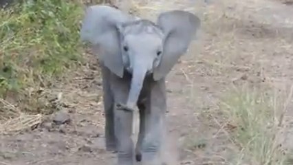 Ce petit éléphant a déjà tout d'un grand. Il défend sa famille avec une sacrée conviction