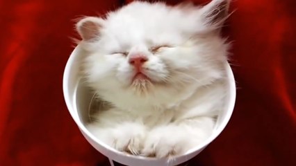 Les chats aiment s'endormir n'importe quand. Mais surtout n'importe où